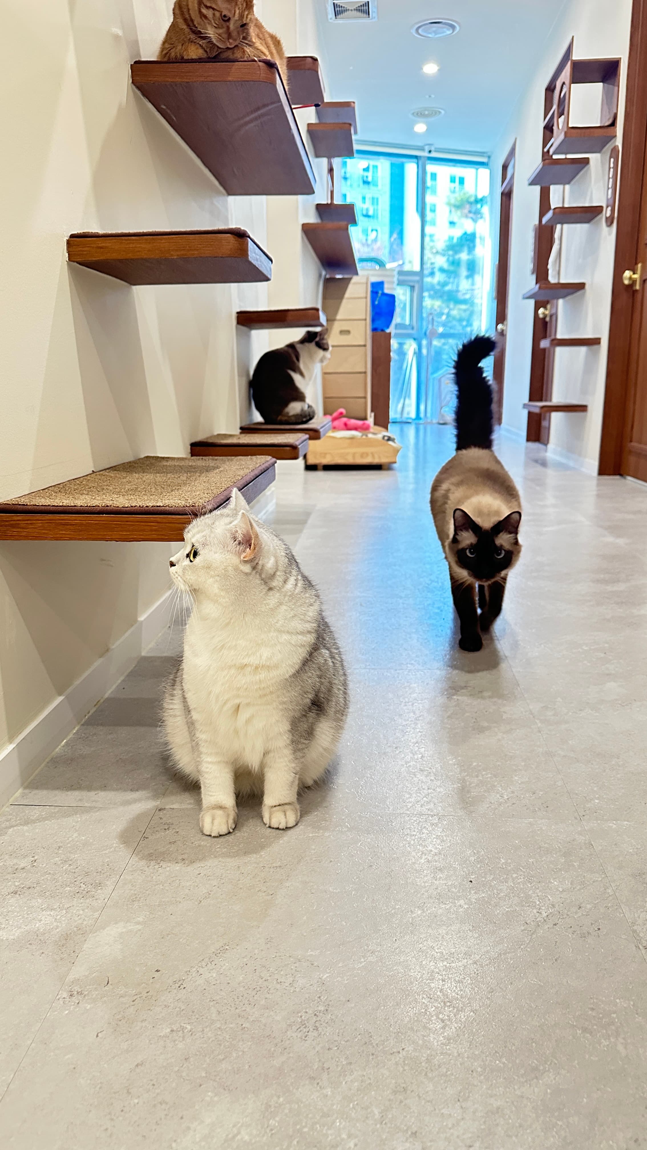 Cat Bless You cats in hallway