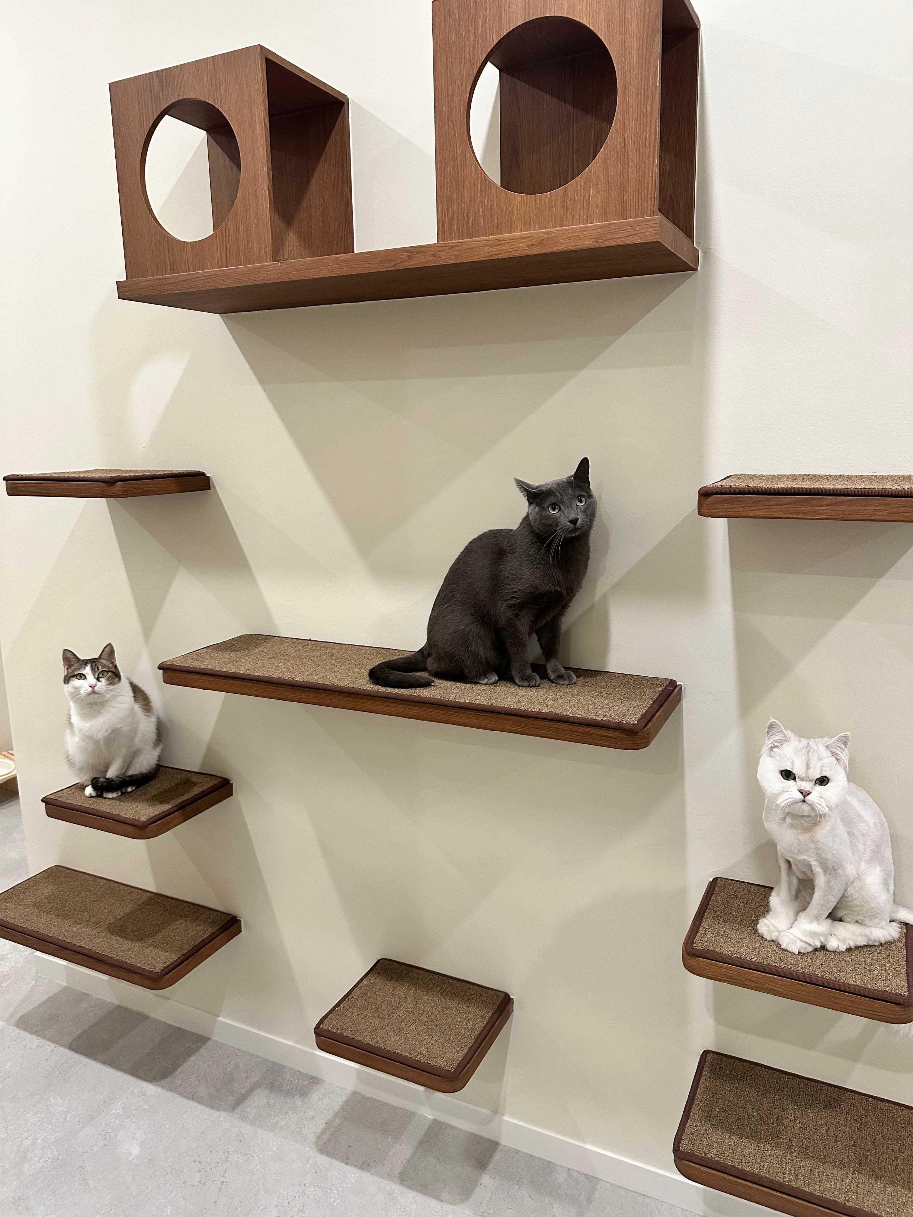 Cat Bless You cats on wall steps
